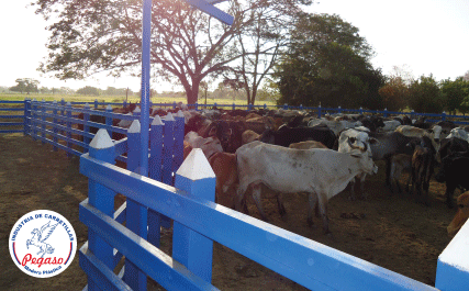 corral-para-ganado